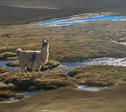 Disfrutemos el altiplano 2D/1N